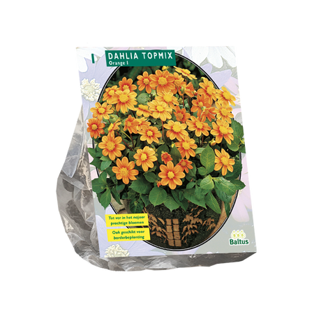 Dahlia Topmix