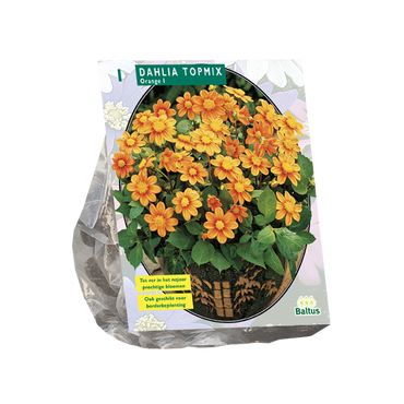 Dahlia Topmix