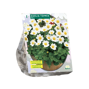 Dahlia Topmix