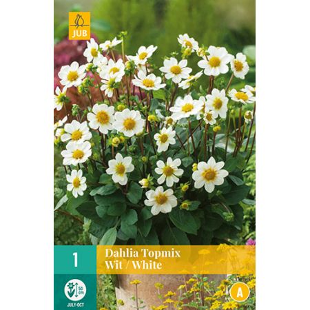 Dahlia topmix wit/white 1st