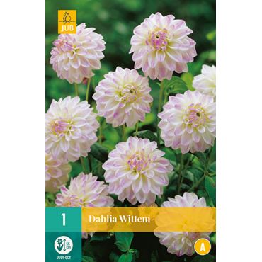 Dahlia wittem 1st