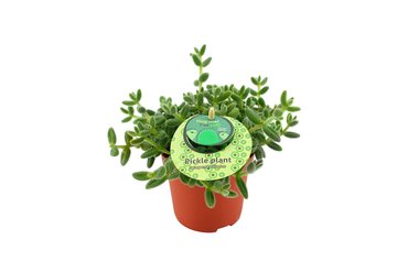 Delosperma echinatum Ø12 cm - afbeelding 2