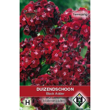 Dianthus barbatus Black Adder - duizendschoon - afbeelding 1