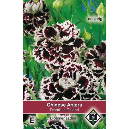 Dianthus chinensis 'Chianti' - Chinese anjer - afbeelding 1