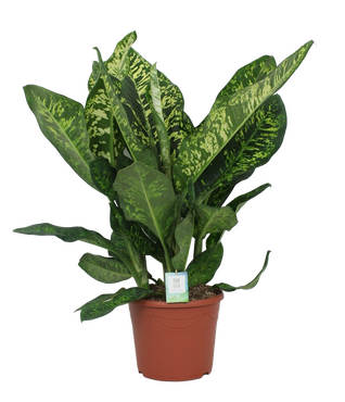 Dieffenbachia Seguine 'Crown'