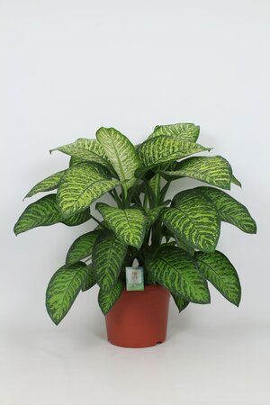 Dieffenbachia Seguine Tropic Jewel