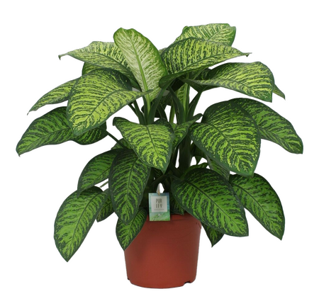 Dieffenbachia Seguine Tropic Jewel