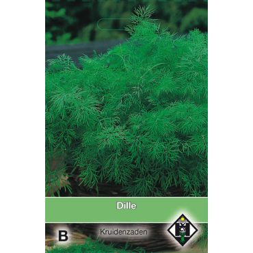 Dille / Anethum - afbeelding 1
