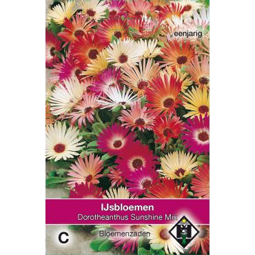 Dorotheanthus b. Sunshine Mix - afbeelding 1