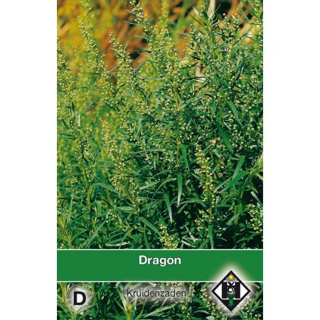 Dragon / Artemisia dranunulus - afbeelding 1