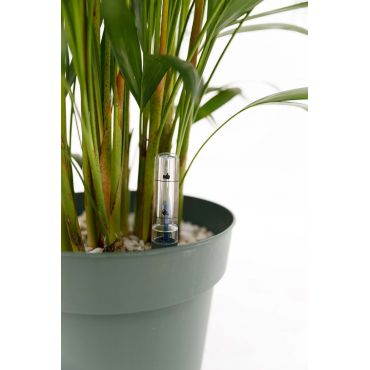 Dypsis lutescens Ø27 cm - afbeelding 2