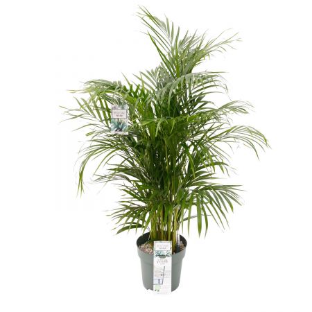 Dypsis lutescens Ø27 cm - afbeelding 1