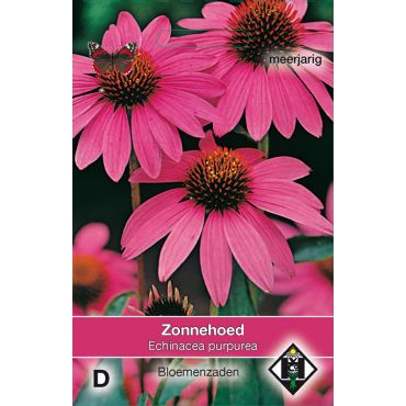Echinacea purpurea - zonnehoed - afbeelding 1