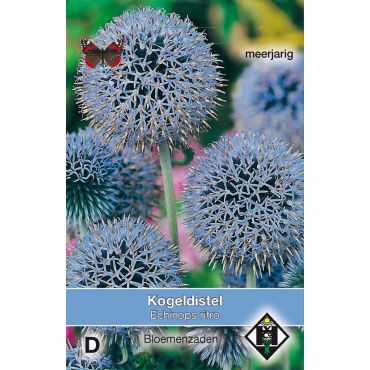 Echinops ritro - kogeldistel - afbeelding 2