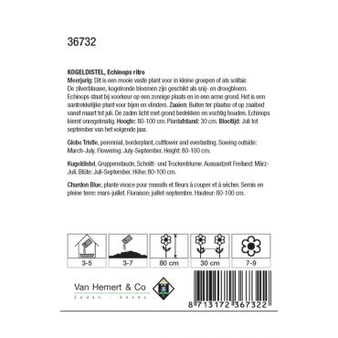 Echinops ritro - kogeldistel - afbeelding 2