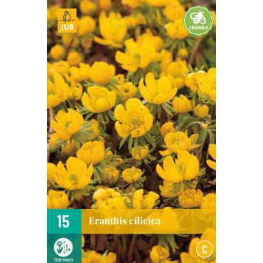 Eranthis cilicica