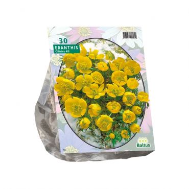 Eranthis Cilicica
