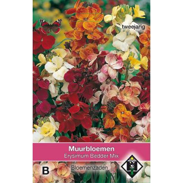 Erysimum cheiri 'Bedder Mix' - muurbloemen - afbeelding 1