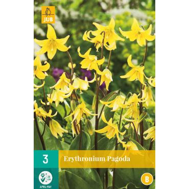 Erythronium Pagoda