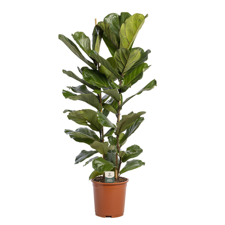 Ficus Lyrata - afbeelding 1