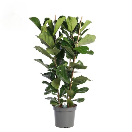 Ficus Lyrata