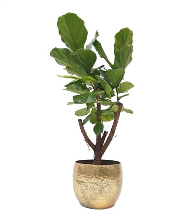 Ficus lyrata in metalen pot