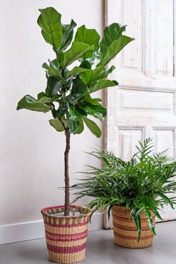 Ficus Lyrata op stam Ø27 cm - afbeelding 2