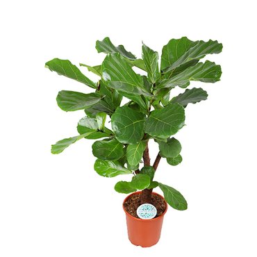 Ficus lyrata vertakt - afbeelding 1