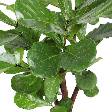 Ficus lyrata vertakt - afbeelding 2