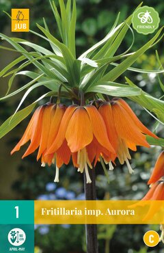 Fritillaria imp. Aurora