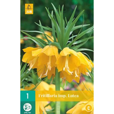 Fritillaria imp. Lutea