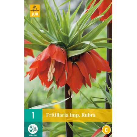 Fritillaria imp. Rubra