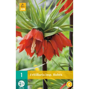 Fritillaria imp. Rubra