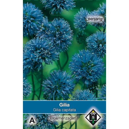 Gilia capitata - afbeelding 1