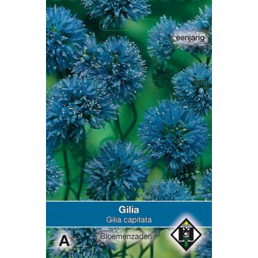 Gilia capitata - afbeelding 1