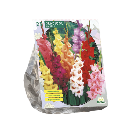 Gladiolen grootbloemig mix