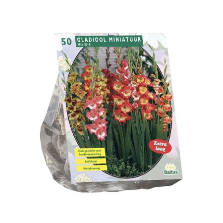 Gladiolus miniatuur mix 50st