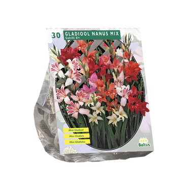 Gladiolus Nanus