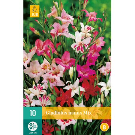 Gladiolus nanus mix 10st