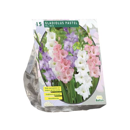 Gladiolus pastel mix 15st