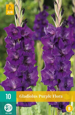 Gladiolus Purple Flora