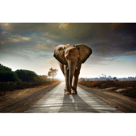 Glasschilderij olifant