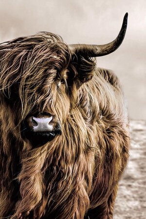 Glasschilderij schotse hooglander buffel
