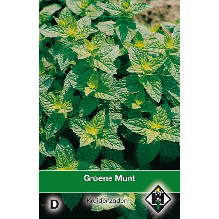 Groene Munt / Mentha - afbeelding 1