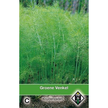 Groene Venkel / Foeniculum - afbeelding 1