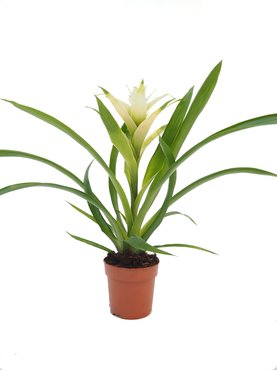 Guzmania bolero Ø12 cm