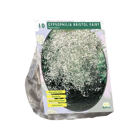 Gypsophila paniculata