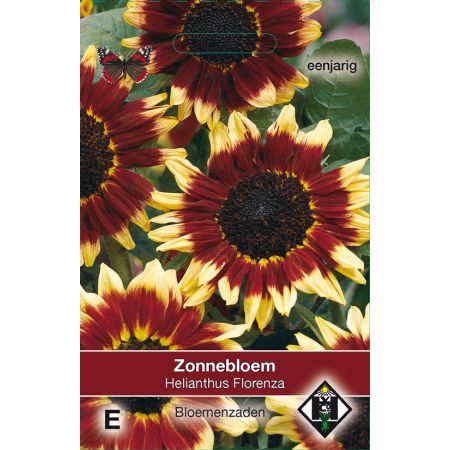 Helianthus a. Florenza - afbeelding 1