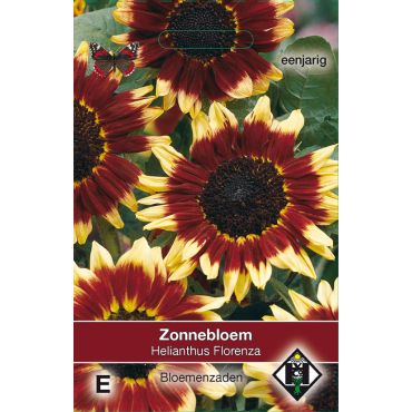 Helianthus a. Florenza - afbeelding 1
