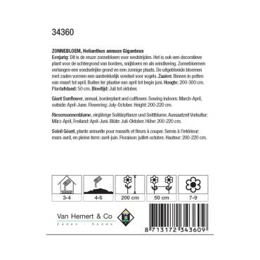 Helianthus a. Giganteus - afbeelding 2